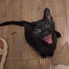Lebensfrohes Katzenmädchen Marie