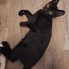 Lebensfrohes Katzenmädchen Marie