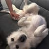 Die liebe Minka sucht ihr Zuhause