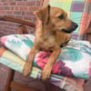 Ida ein Dackel Pinscher Mix Mädchen