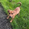 Ida ein Dackel Pinscher Mix Mädchen