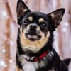Dobby Chi - freundlich und menschenbezogen!