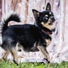 Dobby Chi - freundlich und menschenbezogen!