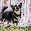 Dobby Chi - freundlich und menschenbezogen!