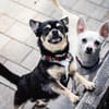 Dobby Chi - freundlich und menschenbezogen!