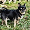 Dobby Chi - freundlich und menschenbezogen!