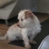 Milou 30 cm (Pflegestelle)
