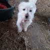 Milou 30 cm (Pflegestelle)