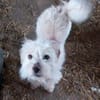 Milou 30 cm (Pflegestelle)