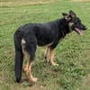 Tolle, junge Deutsche Schäferhündin Hora sucht Familie