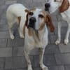 Sienna, geb. ca. 07/2023, 67735 Mehlbach