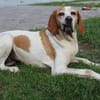 Sienna, geb. ca. 07/2023, 67735 Mehlbach