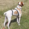 Sienna, geb. ca. 07/2023, 67735 Mehlbach