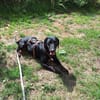 Lieber Nox sucht seine Familie