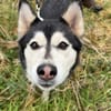 kleine liebevolle Mini Husky Dame wartet auf euch