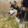 kleine liebevolle Mini Husky Dame wartet auf euch