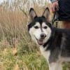 kleine liebevolle Mini Husky Dame wartet auf euch