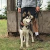 kleine liebevolle Mini Husky Dame wartet auf euch
