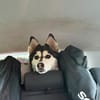 kleine liebevolle Mini Husky Dame wartet auf euch