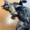Menschenbezogene Schmusekatze Lotta