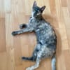 Menschenbezogene Schmusekatze Lotta