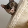 Menschenbezogene Schmusekatze Lotta