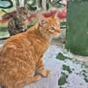 Lieber, unkomplizierter Kater Leon