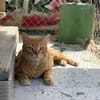 Lieber, unkomplizierter Kater Leon