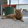 Lieber, unkomplizierter Kater Leon