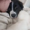 Süße Lana sucht Zuhause mit Kuschelflat