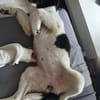 Süße Lana sucht Zuhause mit Kuschelflat