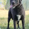 Freundlicher Hütehundmischling Toni sucht Familie