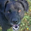 Freundlicher Hütehundmischling Toni sucht Familie
