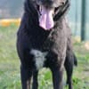 Freundlicher Hütehundmischling Toni sucht Familie