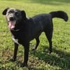 Freundlicher Hütehundmischling Toni sucht Familie