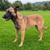 Katzenverträglicher Malinoisrüde Milosh sucht Familie