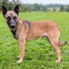 Katzenverträglicher Malinoisrüde Milosh sucht Familie