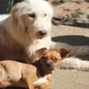 Effi sucht das Abenteuer