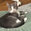 Unsere zierliche Katzenschönheit Ninolina