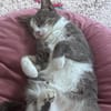 Unsere zierliche Katzenschönheit Ninolina