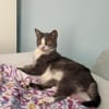 Unsere zierliche Katzenschönheit Ninolina