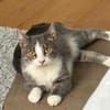 Unsere zierliche Katzenschönheit Ninolina