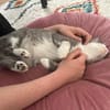 Unsere zierliche Katzenschönheit Ninolina