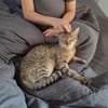 Meropi aus dem Tierschutz