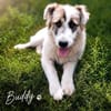 Buddy sucht seine Menschen