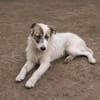 Buddy sucht seine Menschen