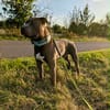 Hunter  ein echter Herzenshund auf der Suche