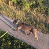 Hunter  ein echter Herzenshund auf der Suche