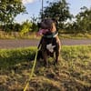 Hunter  ein echter Herzenshund auf der Suche