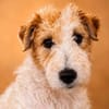 Pete  junger Fox Terrier sucht sein Für-immer-Zuhause